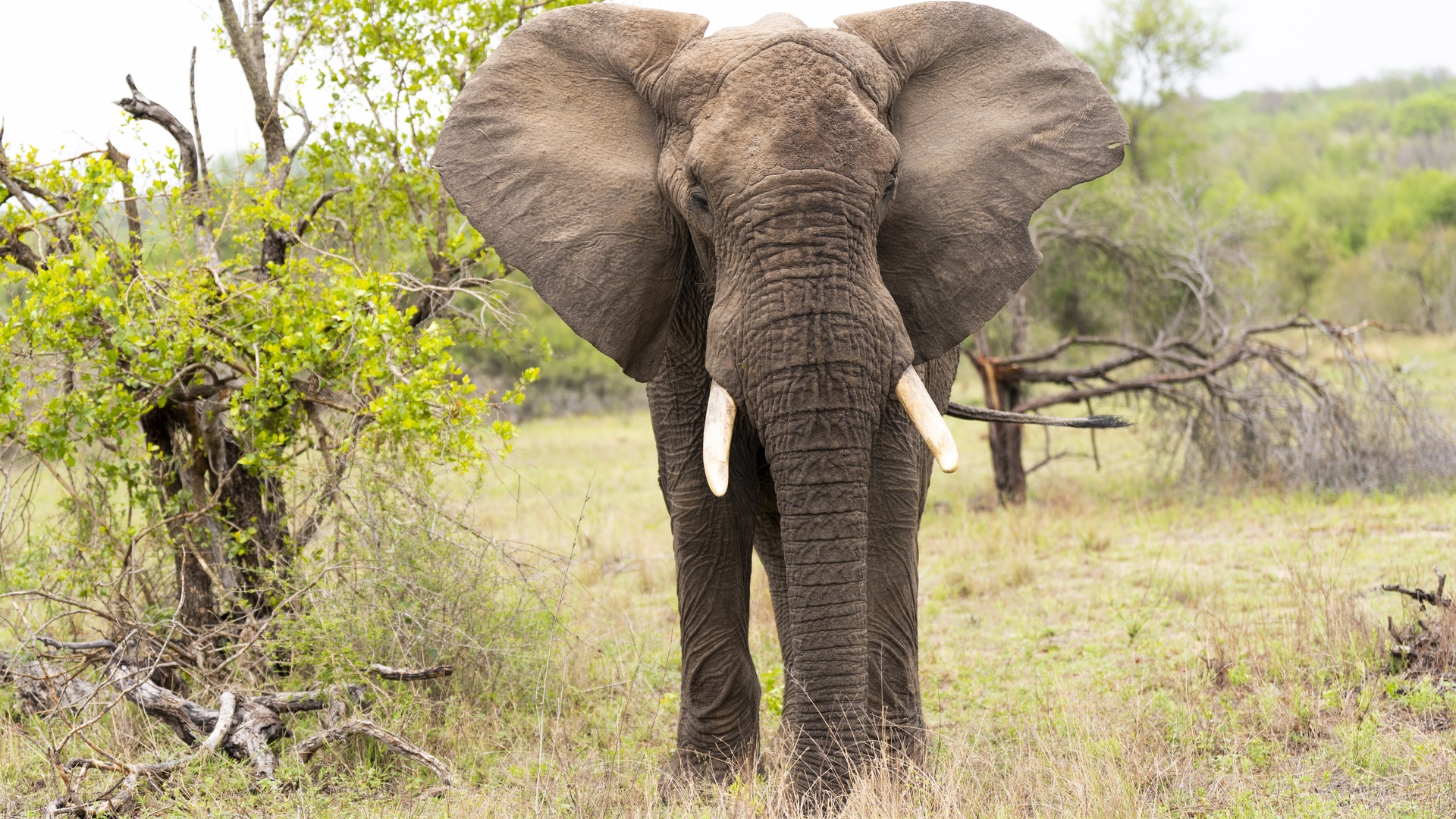 Kruger25 2025 10 31 08 16 25 ILCE 9M3 1283
